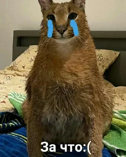 😢 emoji Шлёпа Telegram sticker 15 of 25