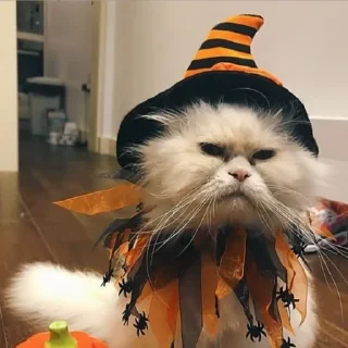 Sticker from 👻Halloween animals🎃