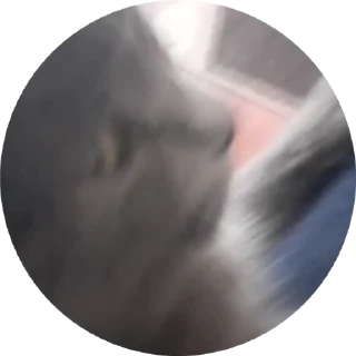 🌟 emoji Barsic video🐈🐈🐈 Telegram sticker 8 of 17