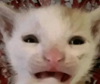 🌟 emoji Barsic video🐈🐈🐈 Telegram sticker 15 of 17