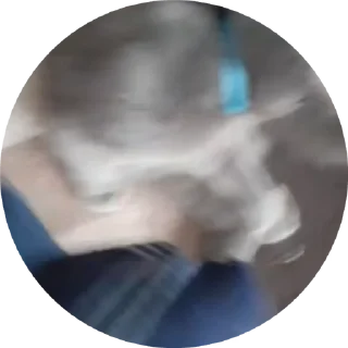 🌟 emoji Barsic video🐈🐈🐈 Telegram sticker 5 of 17