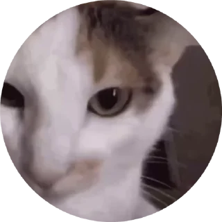 🌟 emoji 🐈🐈 Telegram sticker 7 of 17