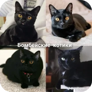 Sticker from Коты!