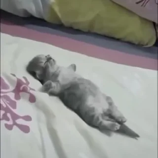 😴 emoji 🌚 @CloobHub • @Earth928B 🌝 Коты Cats Telegram sticker 16 of 50
