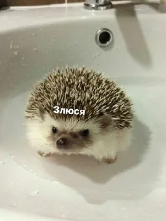 😡 emoji Ежиное государство Telegram sticker 18 of 59