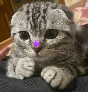 🌟 emoji Пикси Telegram sticker 22 of 37