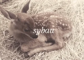 🤎 emoji my spirit animal 🦌 Telegram sticker 15 of 28