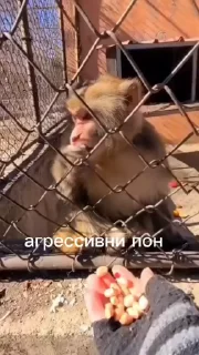 😤 emoji Дефолт Пон: @Pea4_stickerbot Telegram sticker 15 of 49