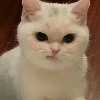 😑 emoji ♡Кот кот кот ♡ Telegram sticker 20 of 29