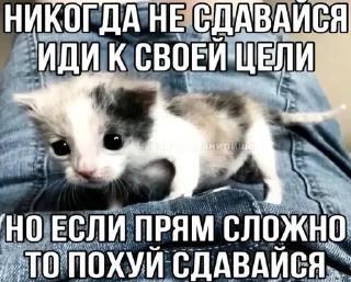 🌟 emoji пидорас Telegram sticker 24 of 51