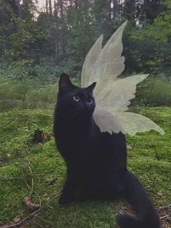 Sticker from Fairy kitty
