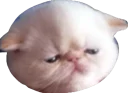 😞 emoji Всратые животные Telegram sticker 5 of 37