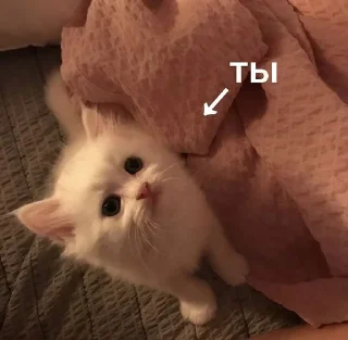 🤍 emoji топи топ Telegram sticker 12 of 24