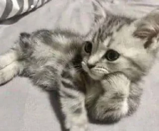 🤯 emoji котятки Telegram sticker 17 of 31