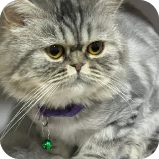 🫥 emoji мат Telegram sticker 9 of 25