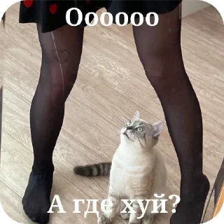 🐱 emoji Анал бобра Telegram sticker 19 of 20