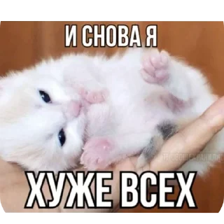 🐱 emoji @revme Telegram sticker 18 of 70