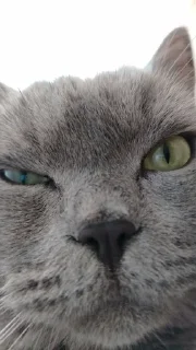 🌟 emoji я поняла смысл жизни🤫🧏‍♀️ Telegram sticker 6 of 6
