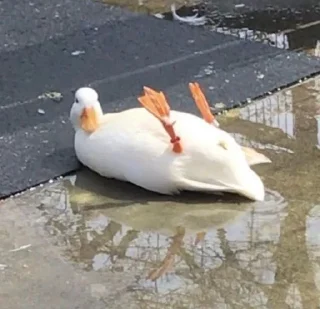 🌟 emoji Geese Telegram sticker 8 of 14