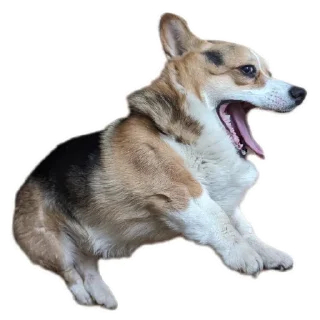 🥱 emoji Honey eater @mikhailmarty Telegram sticker 22 of 70