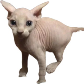 😵‍💫 emoji ці картінкі юзає Аля Telegram sticker 21 of 120