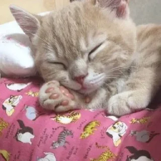 🛏 emoji китики Telegram sticker 11 of 42