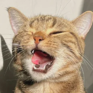 😚 emoji Киці-мациці від @FilaFilao Telegram sticker 17 of 72