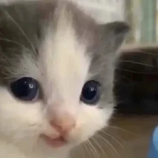 😁 emoji Котики, от iitz_chel Telegram sticker 10 of 52