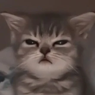 😠 emoji Котики, от iitz_chel Telegram sticker 18 of 52