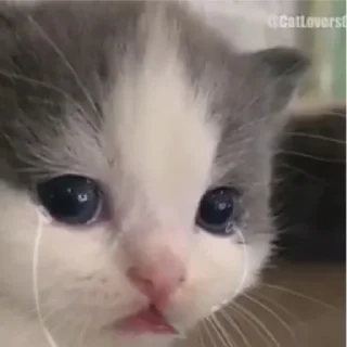 😕 emoji Котики, от iitz_chel Telegram sticker 7 of 52