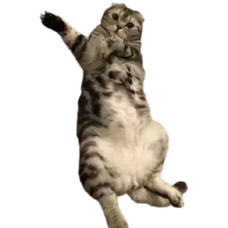 😎 emoji Бонни❤️ Telegram sticker 12 of 14