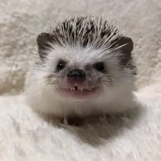 Sticker from hedgehogs in every day