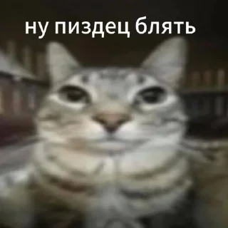 Sticker from notsorry