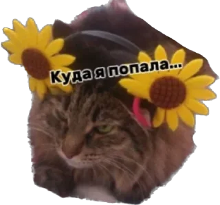 😥 emoji Дарья Легенда Telegram sticker 13 of 61