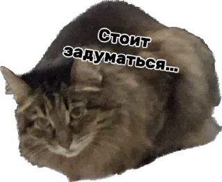 😮‍💨 emoji Дарья Легенда Telegram sticker 2 of 61