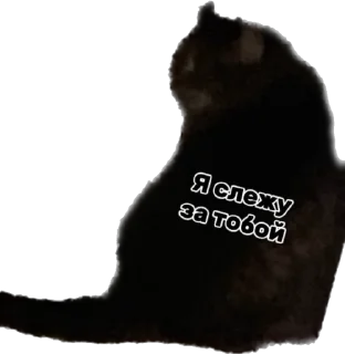 🕵‍♀️ emoji Дарья Легенда Telegram sticker 17 of 61
