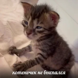 🌟 emoji Да яя Telegram sticker 19 of 50