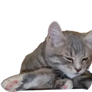 🐱 emoji Fenibut&persik Telegram sticker 12 of 16