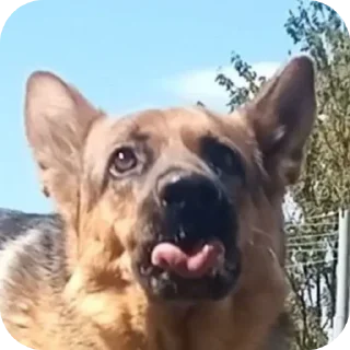 🐶 emoji У меня стояк Telegram sticker 12 of 99