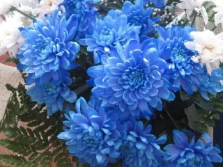 🫀 emoji chrysanthemums blue Telegram sticker 13 of 24