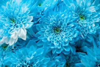 🫀 emoji chrysanthemums blue Telegram sticker 6 of 24