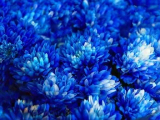 🫀 emoji chrysanthemums blue Telegram sticker 2 of 24