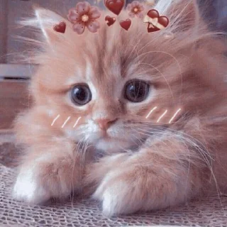 🥺 emoji Любимые стикеры @Zlak_33 Telegram sticker 17 of 26