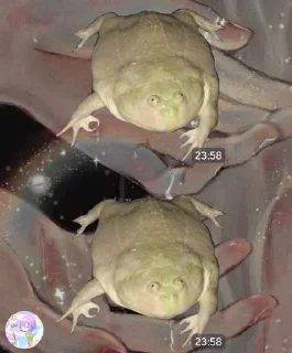 🐸 emoji ель прімо Telegram sticker 1 of 67