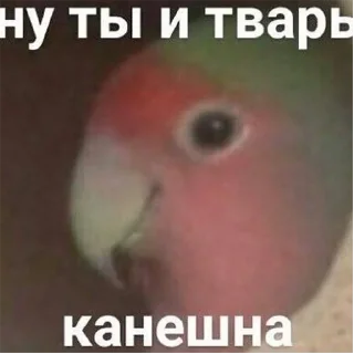 😒 emoji ПОПУГИ Telegram sticker 18 of 59