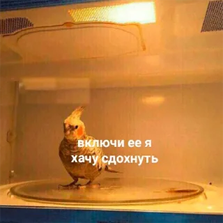 🐦 emoji Попуги Telegram sticker 16 of 19