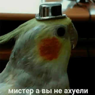 Sticker from Попуги