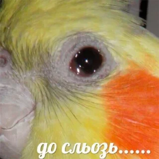 🐦 emoji Попуги Telegram sticker 15 of 19