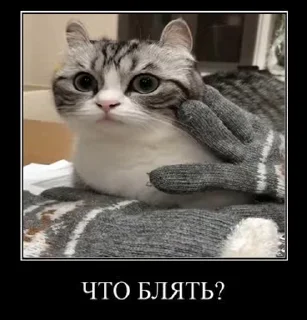 😱 emoji Умный кот Telegram sticker 23 of 44