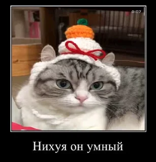 🧠 emoji Умный кот Telegram sticker 12 of 44